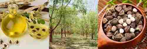 Pure 100% High Quality Virgin Moringa Oleifera Seed Extract Oil