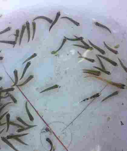 Grey Mullet Fish Seed