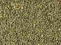 Green Millet Animal Feed
