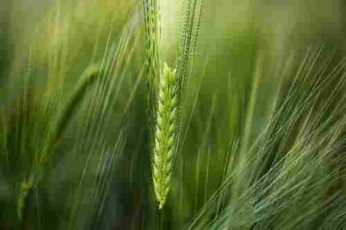 Natural Clean Wheat Grain