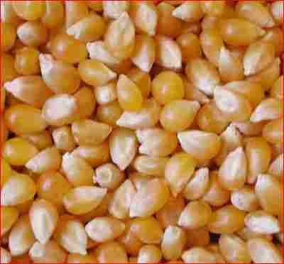 Dried Pop Corn Maize/Popcorn Maize Kernel