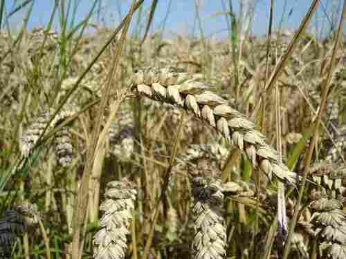Russia Origin Wheat