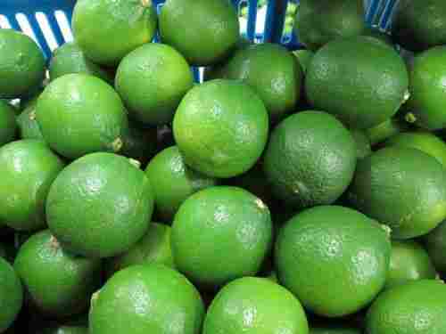 High Quality Fresh Seedless Lime