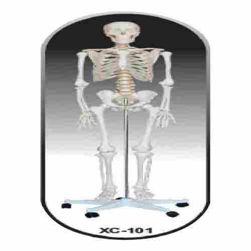Human Skeleton Life Size Model