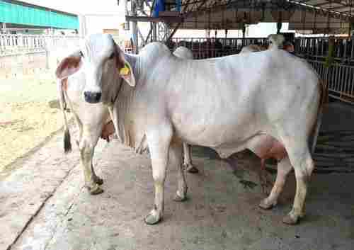 High Breed Tharparkar Cow 
