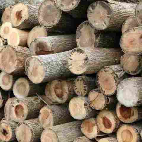 White Poplar Wood Logs