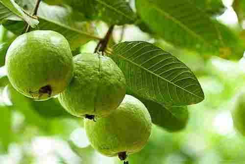 A Grade Organic Guava
