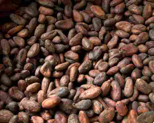 High Quality Extract Cocoa Bean