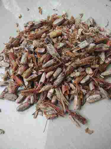 Dried Shrimp Shell Poultry Feed