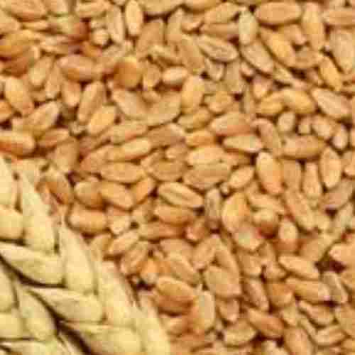 100% Indian Organic Wheat