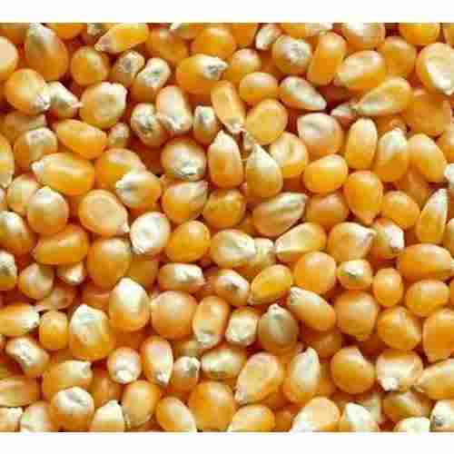 Sweet Corn/Maize Seeds