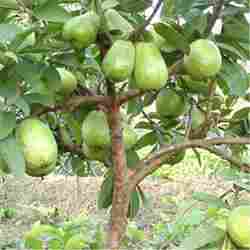 High Grade Red Guava Tree