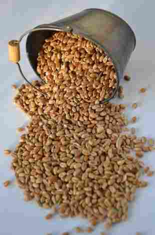 Nutritious Wheat Grains