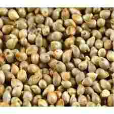 Fresh Pearl Millet (Grain)