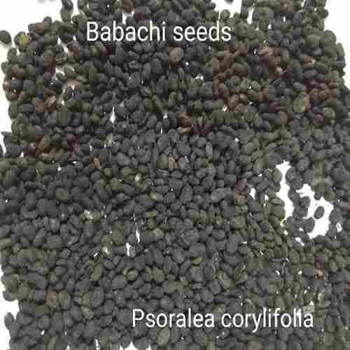 Babachi Seeds, Psoralea Corylifolia