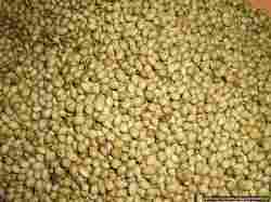 Highly aromatic Coriander Seed