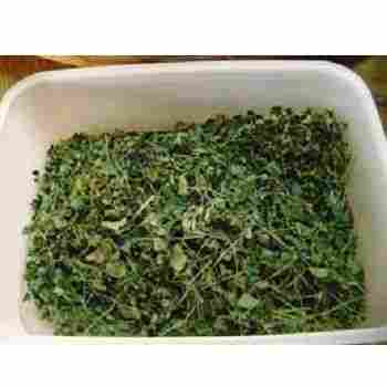 Fine Quality Moringa Dry Leaf