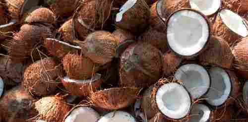 Fresh Coconut Fun Facts