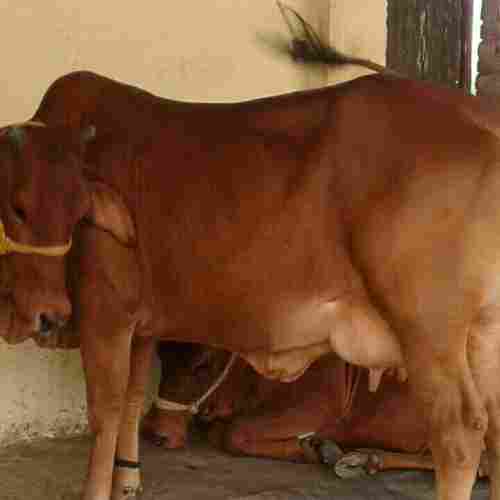 Sahiwal Cow 14 Ltr Per Day