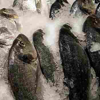 Whole Frozen Mackerel Fish