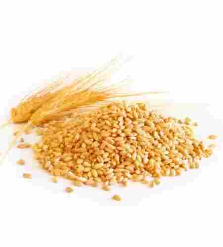 High In Protein Organic Wheat