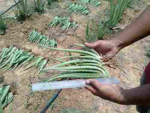 Hybrid Aloe Vera Baby Plants