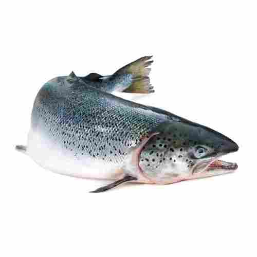 Fresh Whole Atlantic Salmon Fish