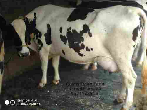 Holstein Friesian Breed Cow, Pan India Transport Available with All Legal Documents