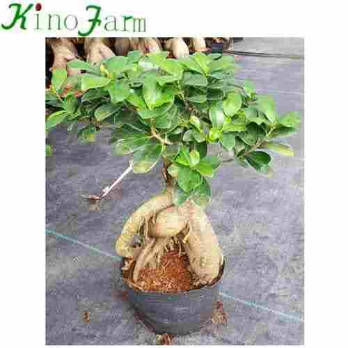 Natural Ficus Ginseng Plant