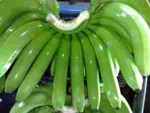 Green Cavendish Bananas