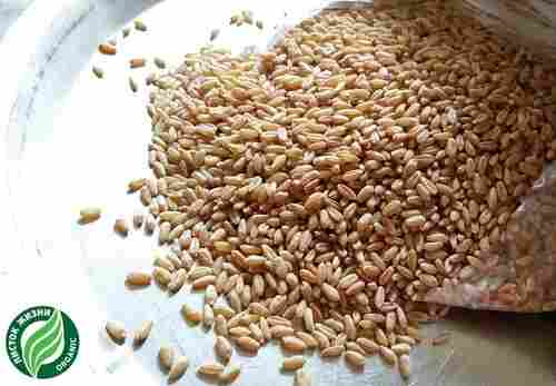 100% Natural Wheat Grain