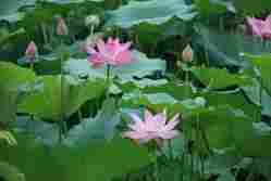 Lotus Flower Plants