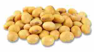 Organic Soya Bean Seeds