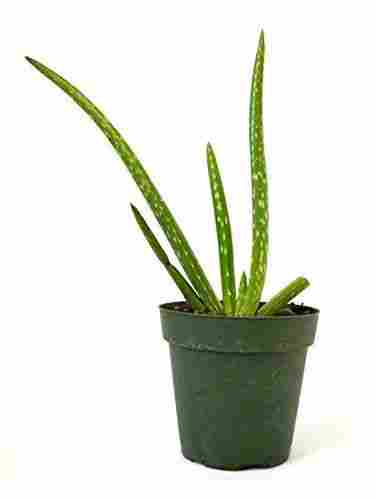 Small Aloe Vera Plants Leaves