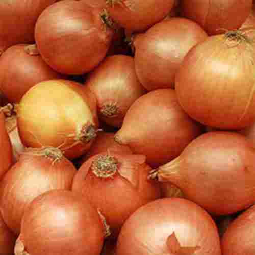 Top Quality Fresh Brown Onion 