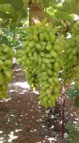Fresh Export Quality Grapes