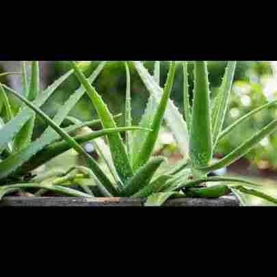 Aloe Vera Leaf Plant