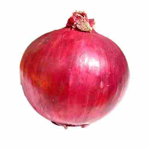 Top Quality Indian Onion