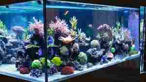 Designer Glass Fish Aquarium