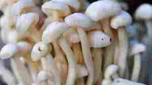 Organic White Fresh Mushrooms