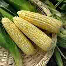 Sweet Corn / Yellow Maize