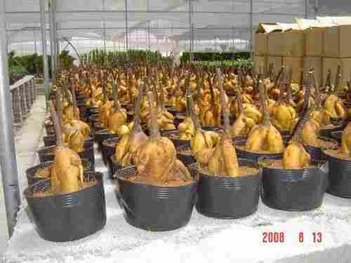 Bare Root Ginseng Ficus Plants