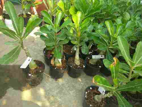 Hybrid Adenium Flowering Plants