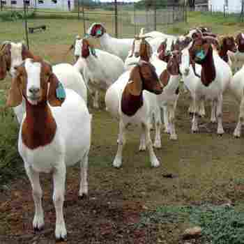 100% Full Blood Boer Goats Live