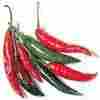 Excellent Quality Red And Green Chilli
