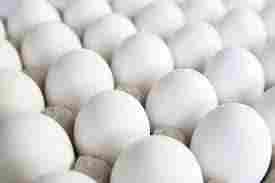 Fresh White Poultry Eggs