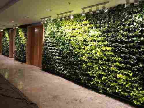 Indoor Decorative Wall Creepers