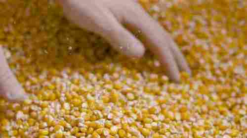 Raw Yellow Corn (Maize)