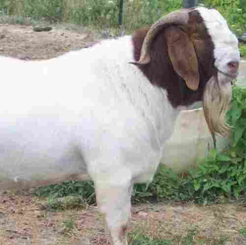 African Boer Goats