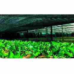 Greenhouse Net 70% For Cultivation Of Ornamental Plant